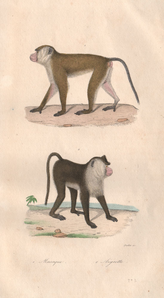 PRIMATES. Macaque; Aigrette (Pappus). BUFFON 1837 old antique print picture
